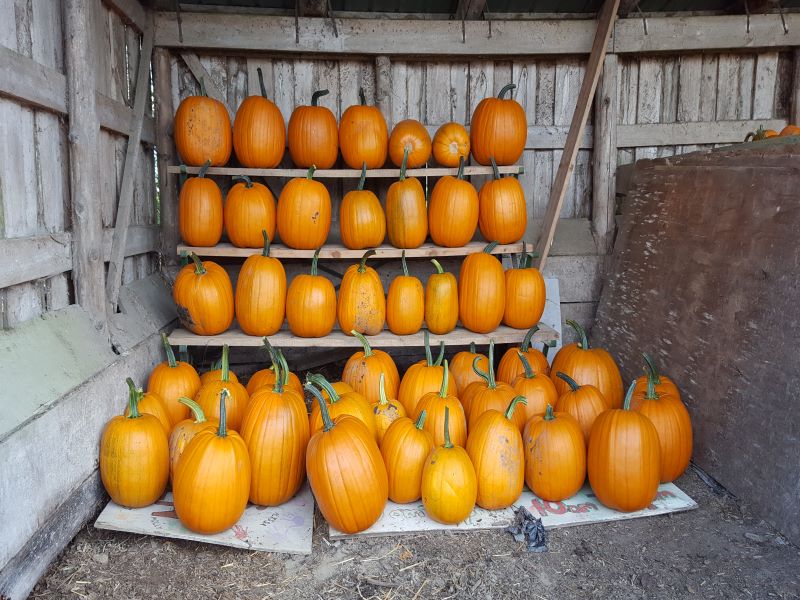 Pumpkins