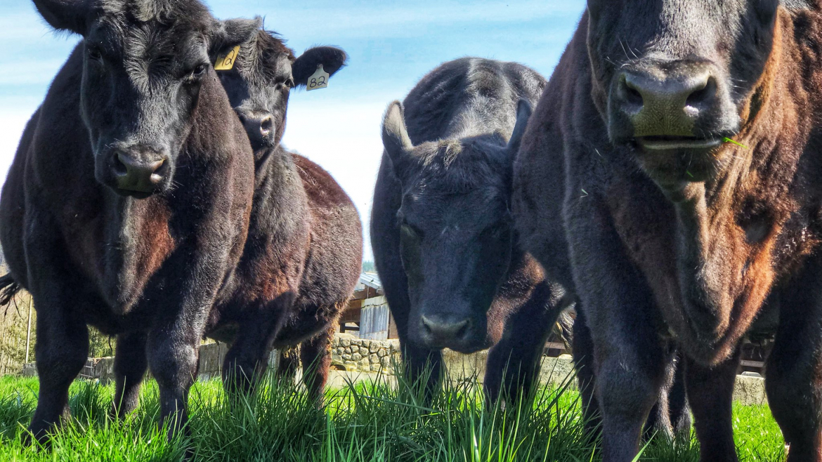 Grass Fed Dry Aged Beef