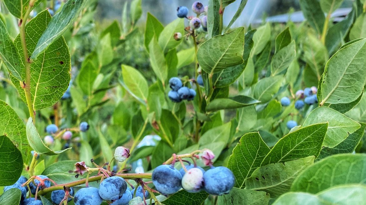 Certified Organic Blueberries